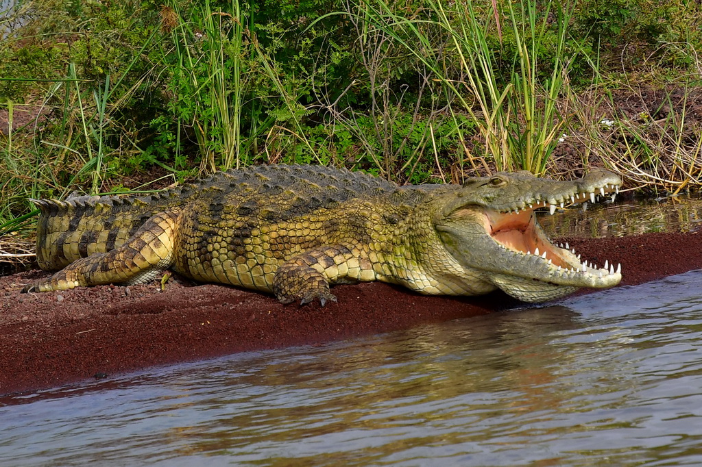 Lake Chamo